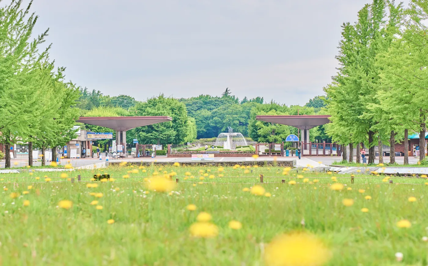 国営昭和記念公園